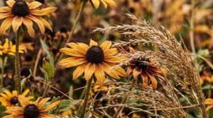 Chromatic Immersion: Curating Sensory Palettes And Tactile Textures In Modern Flower Landscapes – Visual 11