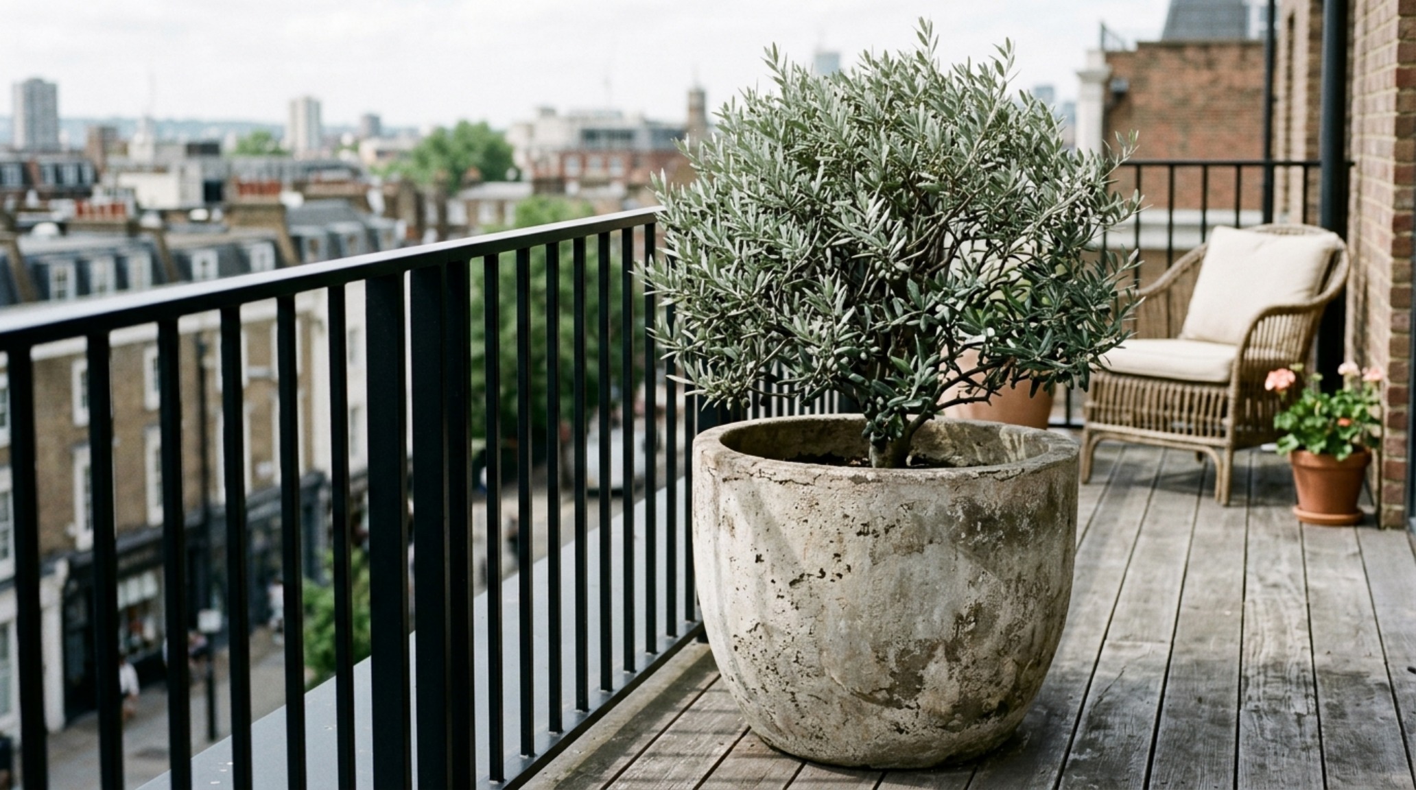 A sculptural olive tree in a large-scale fluted concrete planter, acting as a natural privacy screen on a luxury urban apartment balcony. A sculptural olive tree in a large-scale fluted concrete planter, acting as a natural privacy screen on a luxury urban apartment balcony.