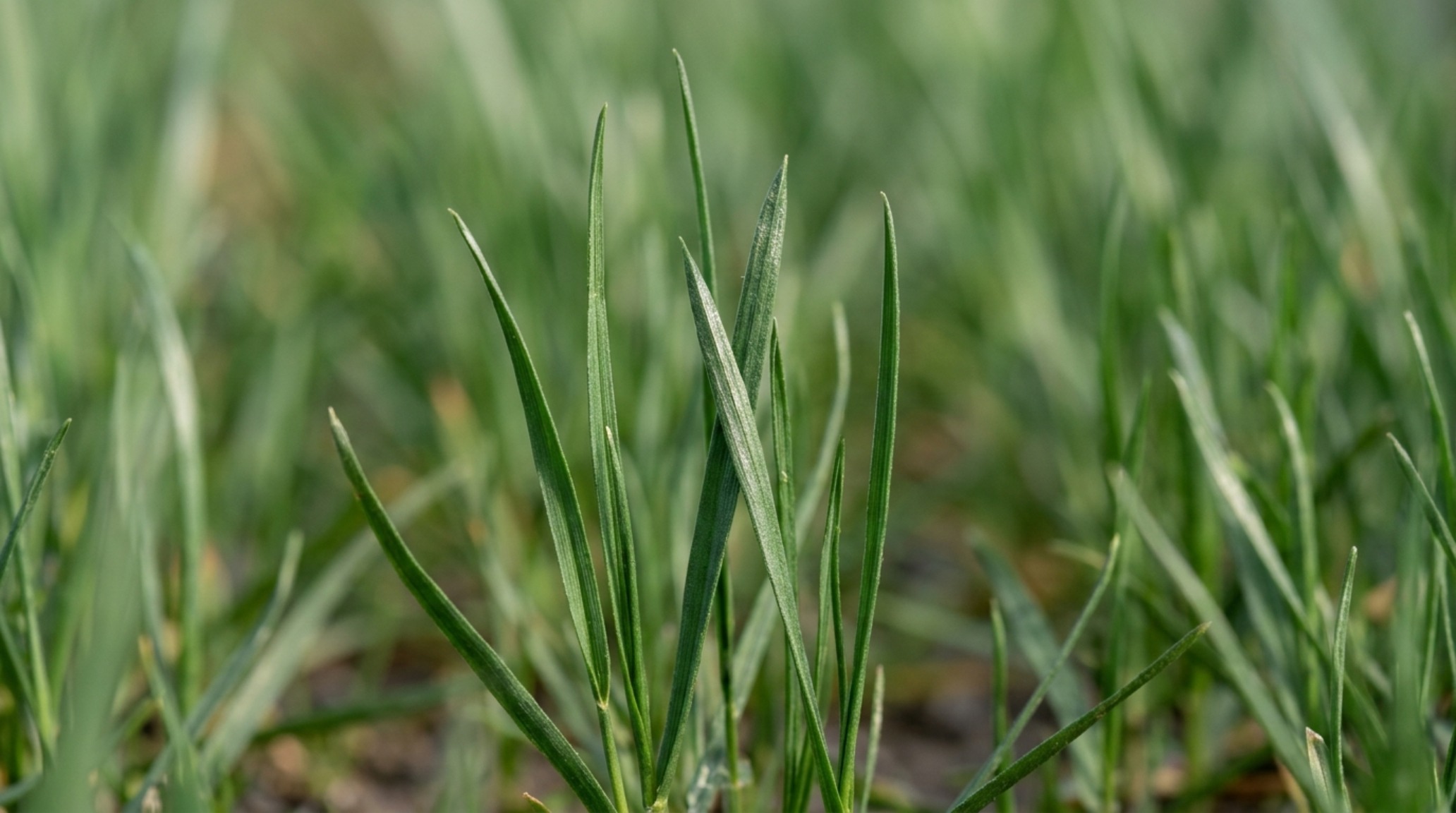 Close-up of the pigment-rich blades of grass showcasing a natural, non-synthetic sheen under the soft, directional light of a late afternoon sun.
