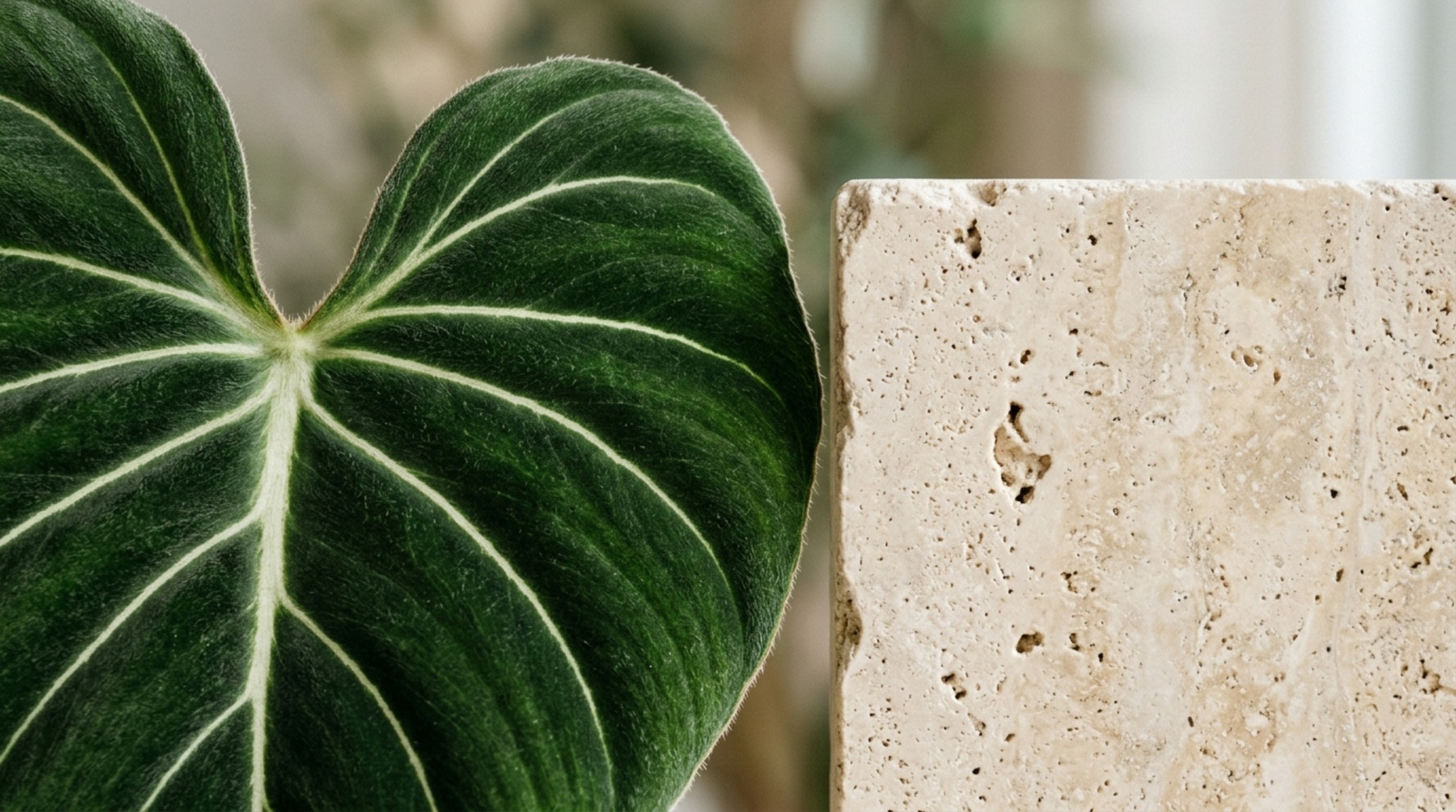 luxury indoor plant decoration ideas textures highlighting a velvet Philodendron leaf next to a honed travertine column