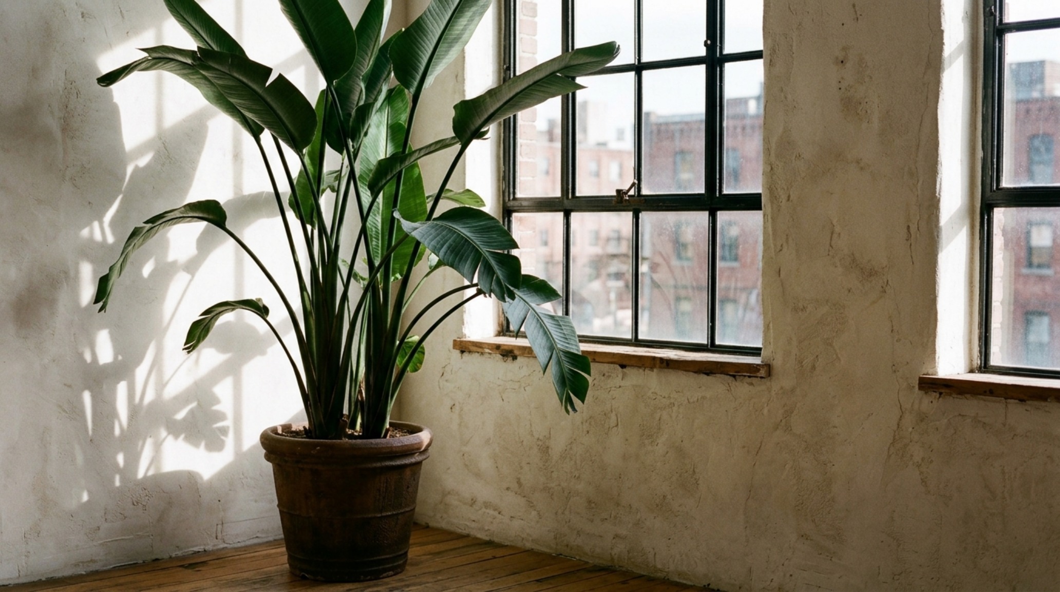 Detail shot of biophilic loft decor including a large Fiddle Leaf Fig beside an oversized industrial window, creating organic shadow play on limewashed walls.