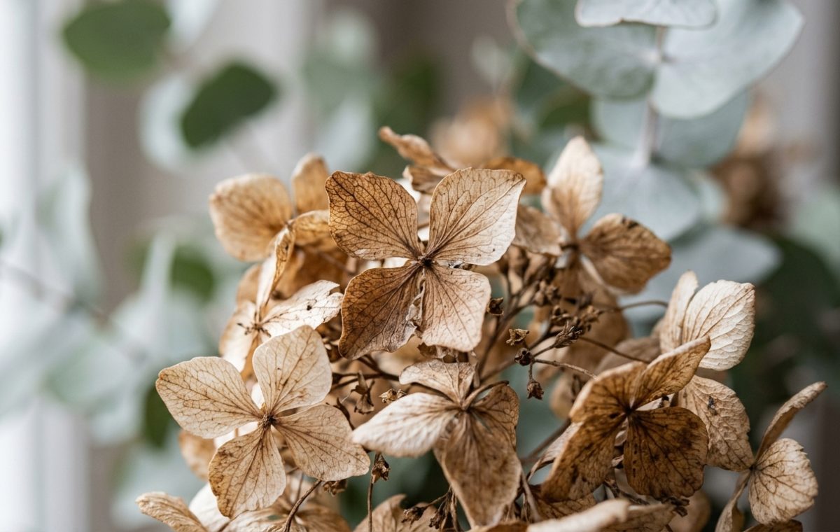 Close-up of dried brown hydrangeas and green eucalyptus stems styled for neutral interior decor.