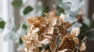Close-up of dried brown hydrangeas and green eucalyptus stems styled for neutral interior decor.