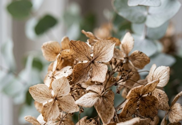 Close-up of dried brown hydrangeas and green eucalyptus stems styled for neutral interior decor.