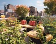 Amazing Rooftop Garden Design: flowery rooftop garden design