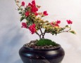 Keep your earthenware clean with vinegar easily: keep the adorable bonsai earthenware crock clean with vinegar