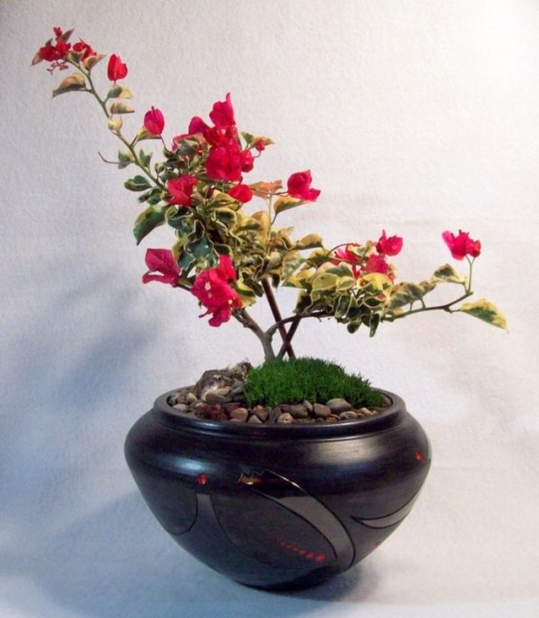 : Keep The Adorable Bonsai Earthenware Crock Clean With Vinegar