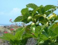 Simple way how to get rid of mice in house with Noni fruit: Simple way how to get rid of mice in house with Noni fruit: natural ways to get rid of mice
