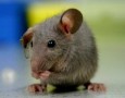 Simple way how to get rid of mice in house with Noni fruit: how to get rid of mice in the home