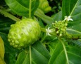 Simple way how to get rid of mice in house with Noni fruit: how to get rid of mice in your house