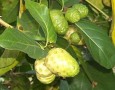 Simple way how to get rid of mice in house with Noni fruit: how to repel mice with noni fruit
