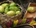 Simple way how to get rid of mice in house with Noni fruit: natural ways to get rid of mice