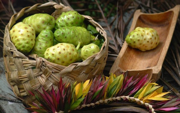 Simple way how to get rid of mice in house with Noni fruit: how do i get rid of mice